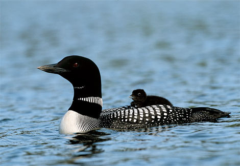 common loon drawing. common loon facts